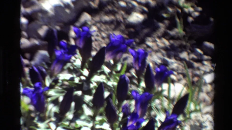 Sunlit Western U.S. wildflowers appear in a close handheld 8mm frame, with blue-purple blooms, stones, soil, and high-contrast shadows.