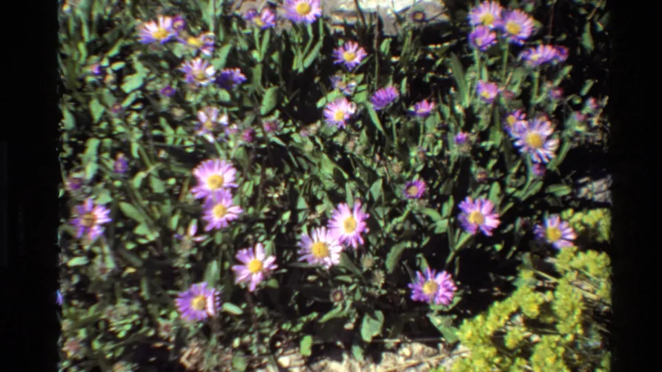 Daisy-like pink-purple wildflowers with yellow centers grow in a dense sunlit patch, captured with soft handheld 8mm home-movie texture.