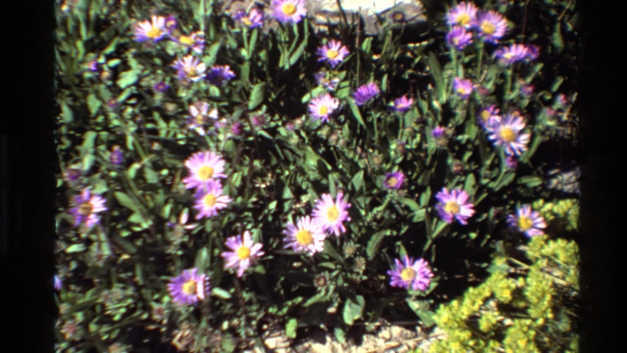 Purple daisy-like flowers with yellow centers growing among green stems and grass.