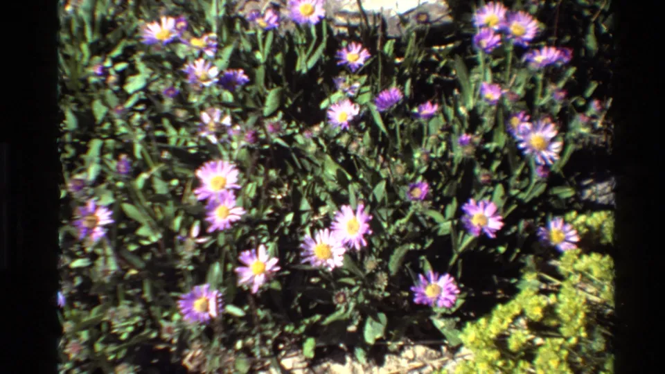 1980 Western USA 8mm frame showing purple daisy-like flowers with yellow centers in sunlit green growth.
