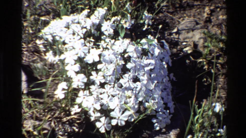 1980 Western USA 8mm frame showing white flower clusters close to grass, stems, and rocky soil.