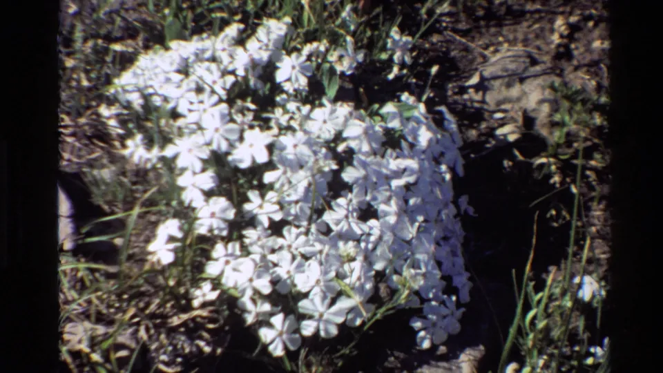 1980 Western USA 8mm frame with white flower clusters, grass, stems, and shadowed rocky ground.