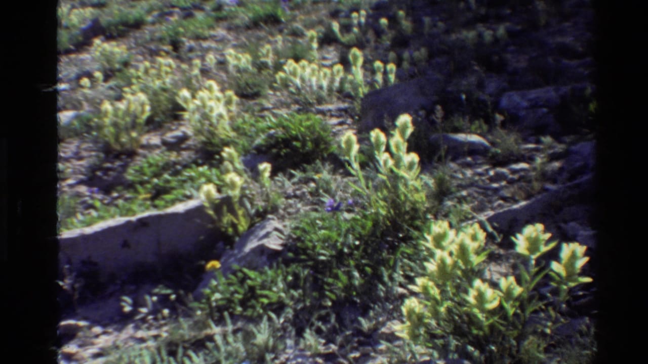 1980 Western U.S. 8mm frame showing pale wildflower clusters, grasses, stones, and rough ground in bright daylight.