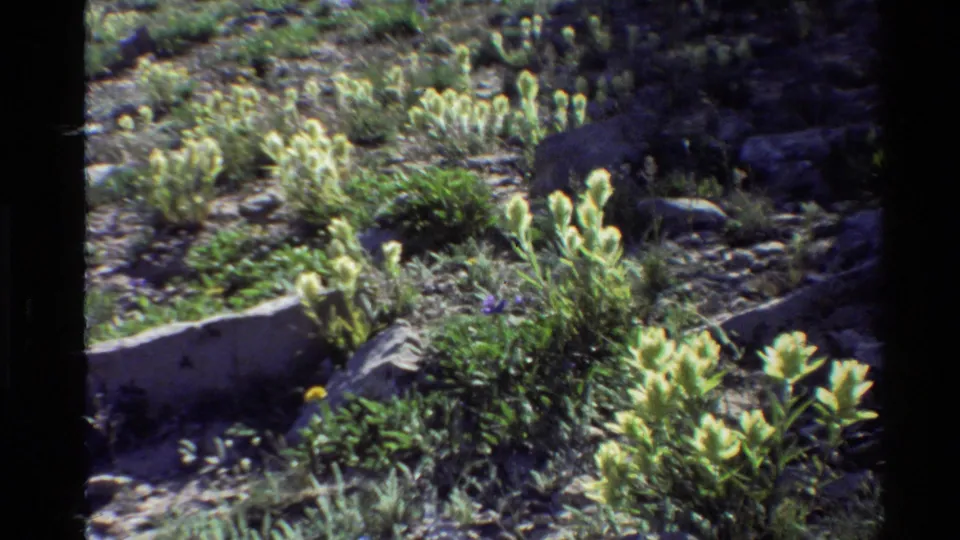 1980 Western U.S. 8mm frame showing pale wildflower clusters, grasses, stones, and rough ground in bright daylight.