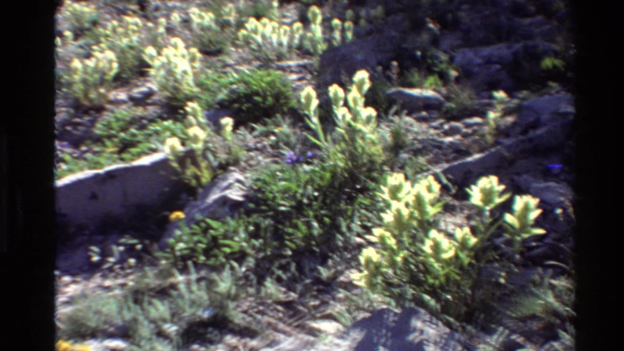 Rocky ground with pale flowering plants, grasses, and small yellow blooms.