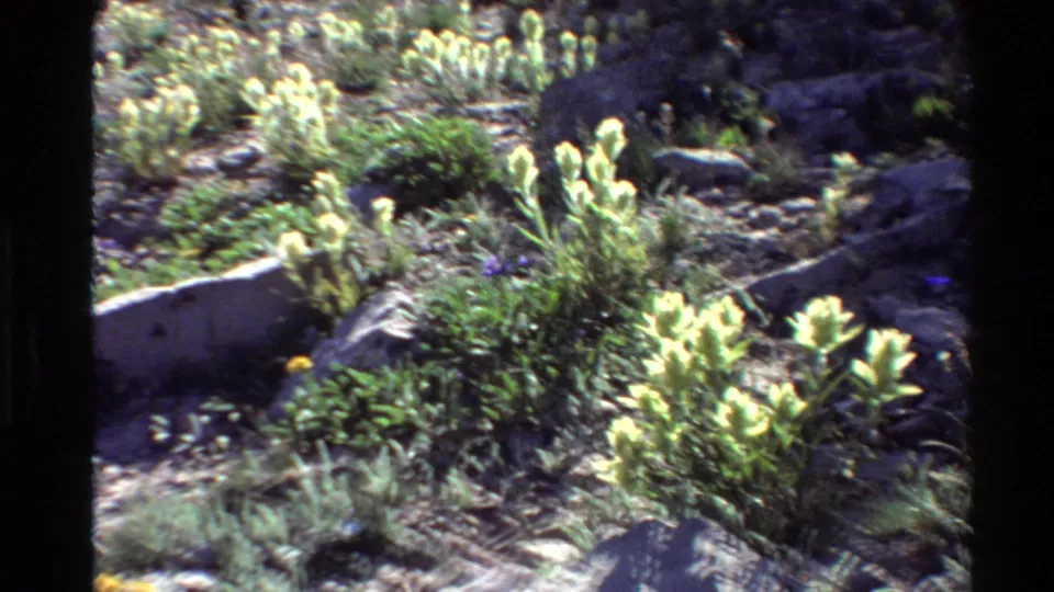 1980 Western U.S. home-movie frame of rocky terrain with pale flowers, grasses, and small yellow blossoms under strong sun.