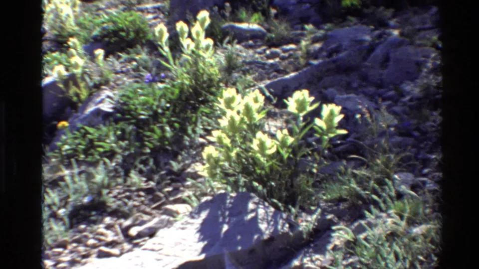 Western U.S. 1980 8mm frame showing a closer view of wildflowers and grasses around stones on a rugged slope.