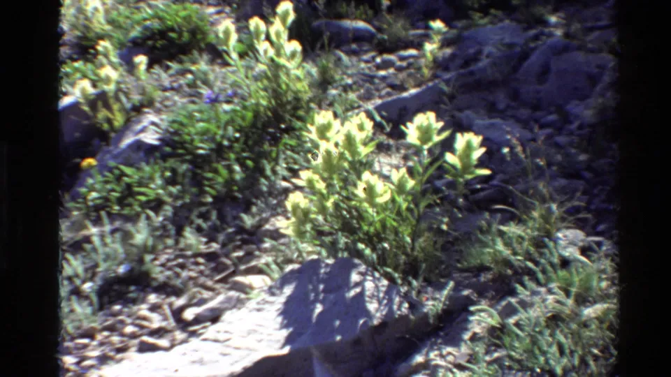 1980 Western U.S. 8mm frame with pale wildflowers, grasses, rocks, and uneven mountain ground near the end of the pan.