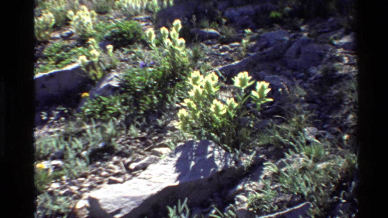1980 Western USA 8mm frame showing yellow wildflowers, shrubs, and rocks in a sunlit mountain or desert landscape.