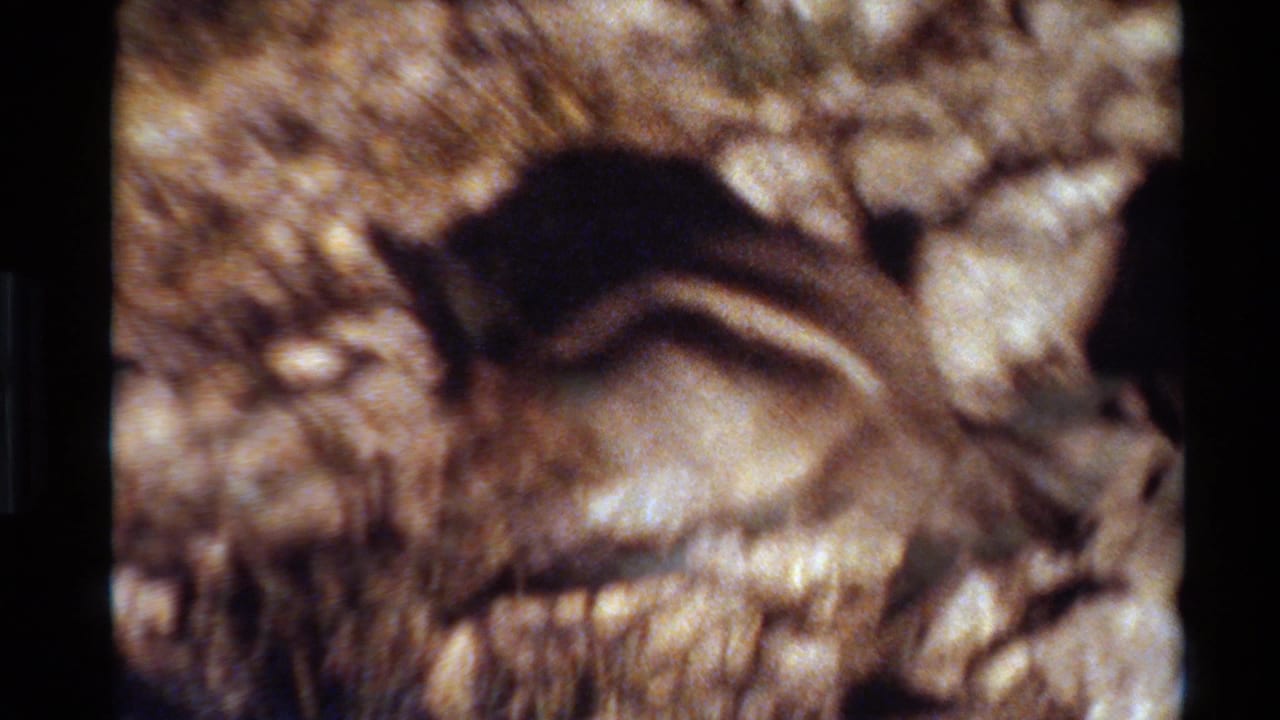 1980 Western USA 8mm frame showing a close, soft-focused chipmunk beside rocks and dry grass in bright daylight.