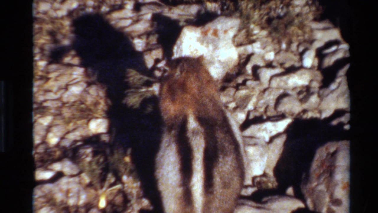 A striped chipmunk forages from behind on a rocky Western USA hillside, with strong sunlight casting a dark shadow.
