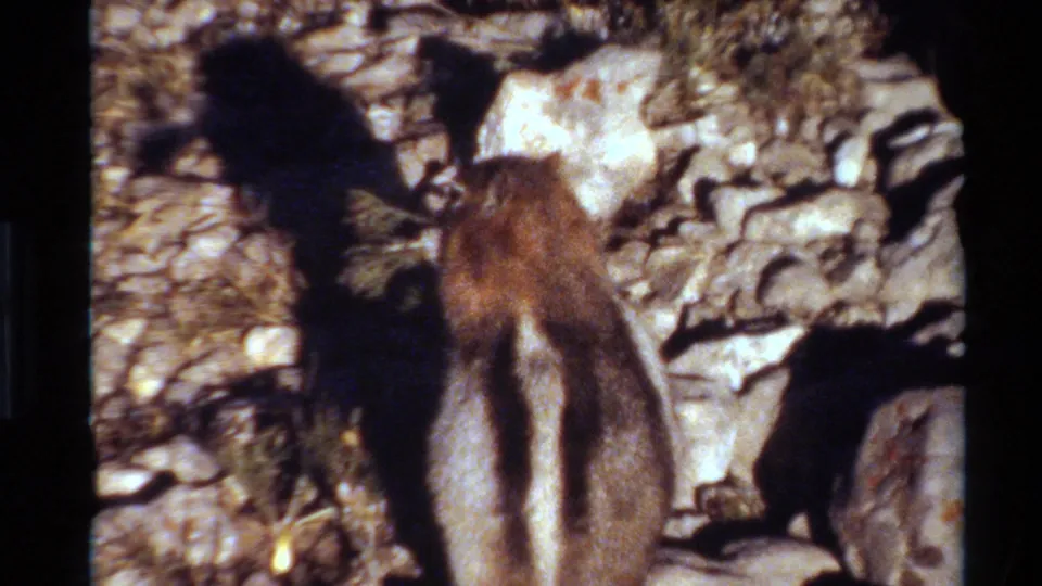 A striped chipmunk forages from behind on a rocky Western USA hillside, with strong sunlight casting a dark shadow.