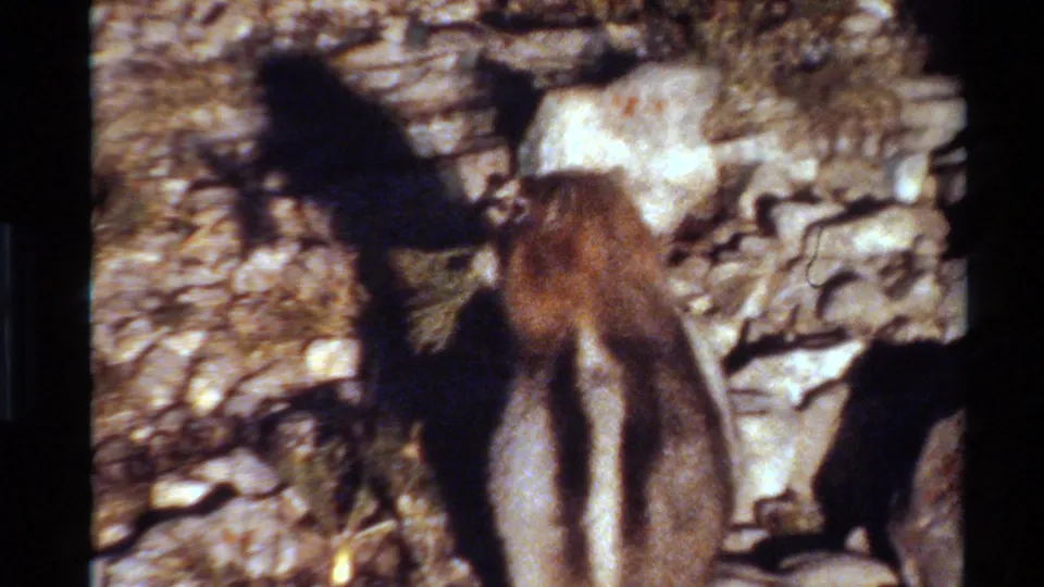 The chipmunk remains low among loose stones and dry grass, captured in grainy 8mm color with contact-sheet borders.