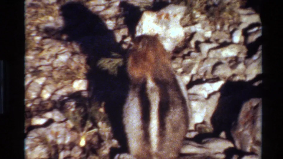Final 8mm frame shows the chipmunk among pale rocks and dry grass, with warm color and strong outdoor shadows.