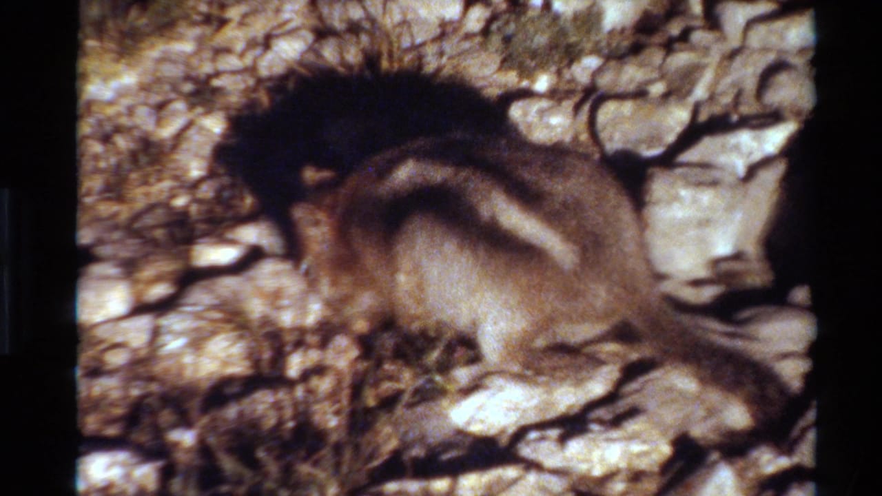 In 1980 Western USA 8mm footage, a small brown-and-white striped ground squirrel crouches low on sunlit rocks near dry grass.