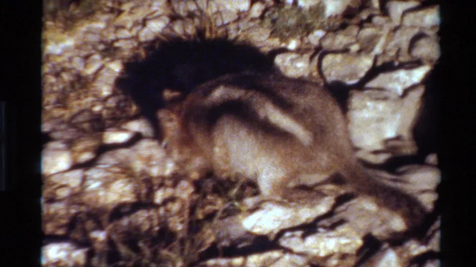 In 1980 Western USA 8mm footage, a small brown-and-white striped ground squirrel crouches low on sunlit rocks near dry grass.