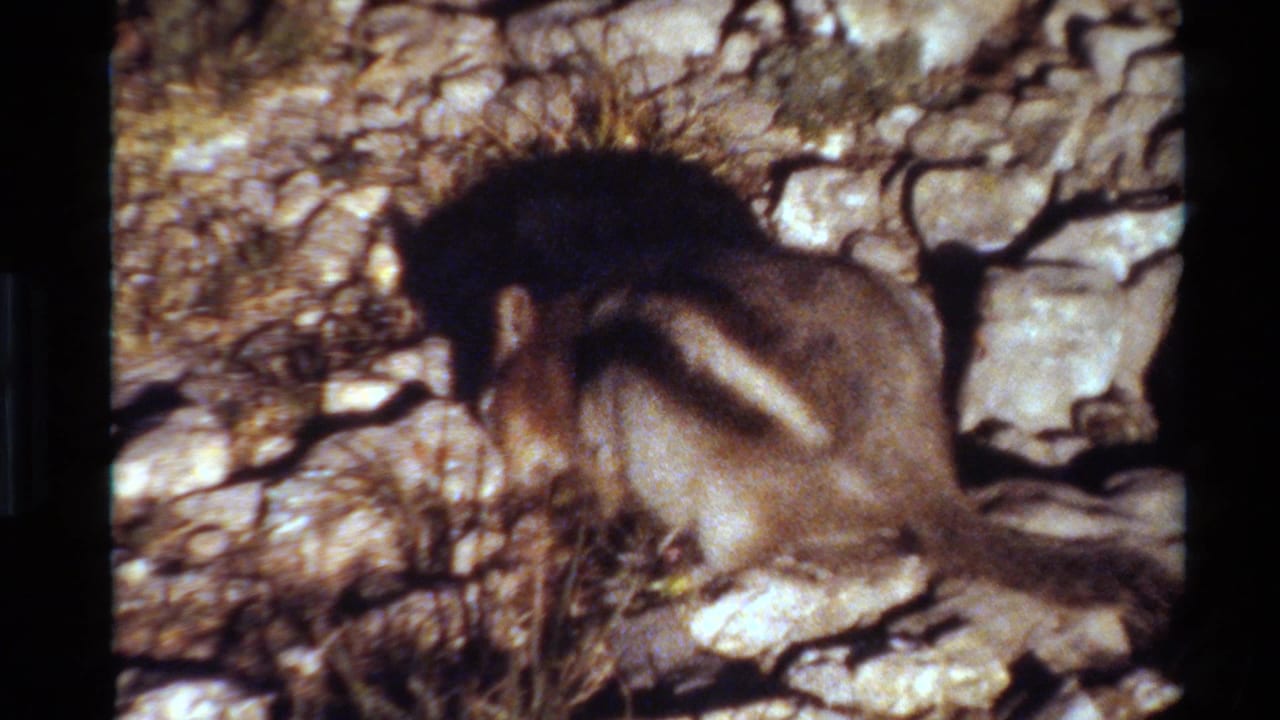 Small striped ground squirrel faces down among rocks and dry grass.