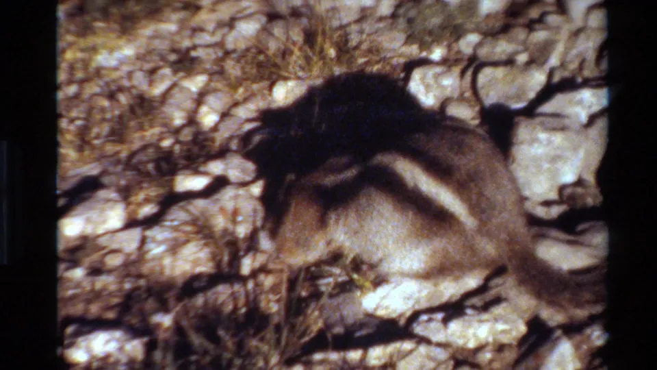 A small brown-and-white striped ground squirrel bends into the rocks and dry grass, captured with soft 8mm grain and warm sunlight.