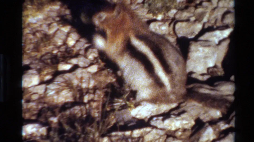 The small striped ground squirrel sits more upright on the rocky surface, with dry grass and sunlit stones around it in Western USA 8mm footage.