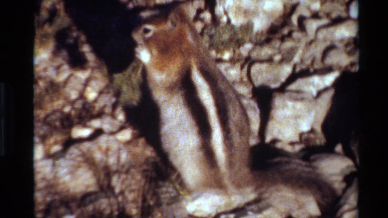 1980 Western USA 8mm frame showing a striped chipmunk close-up on sunlit rocky terrain with scrub nearby.