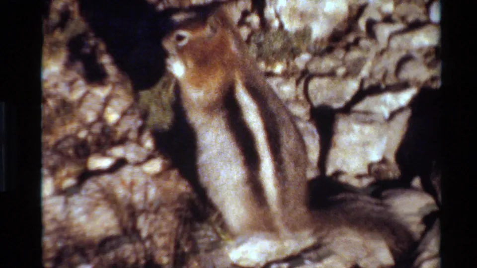 1980 Western USA 8mm frame showing a striped chipmunk close-up on sunlit rocky terrain with scrub nearby.