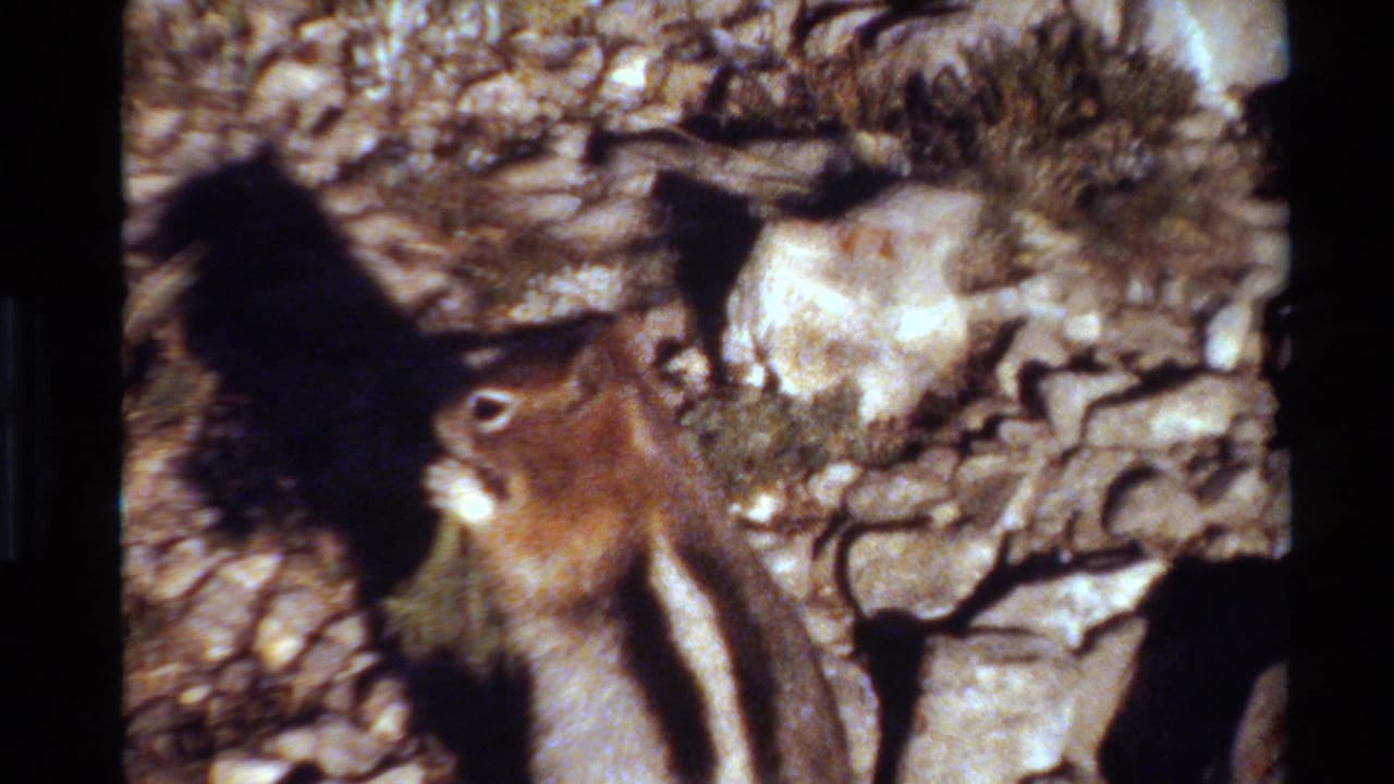 Striped chipmunk in a close 8mm home-movie view against rough rocks and sparse Western USA vegetation.