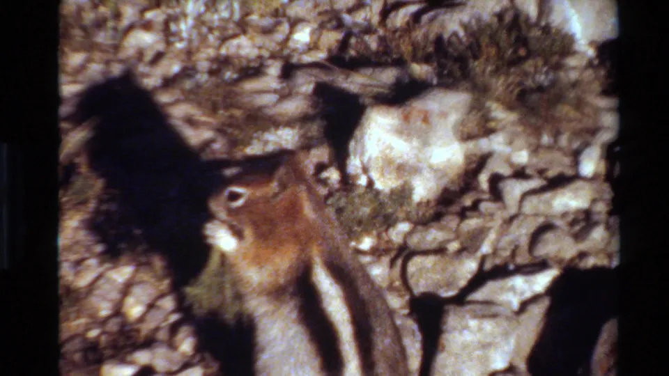 Striped chipmunk in a close 8mm home-movie view against rough rocks and sparse Western USA vegetation.