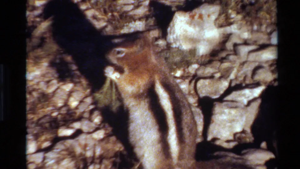 Home-movie close-up of a striped chipmunk on rocky Western USA terrain, framed with warm 8mm grain.