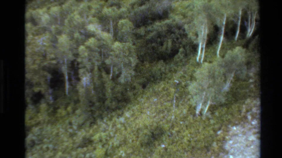 A brief 8mm forest view in the Teton National Forest sequence, showing dense green trees and pale aspen trunks from a moving vantage point.