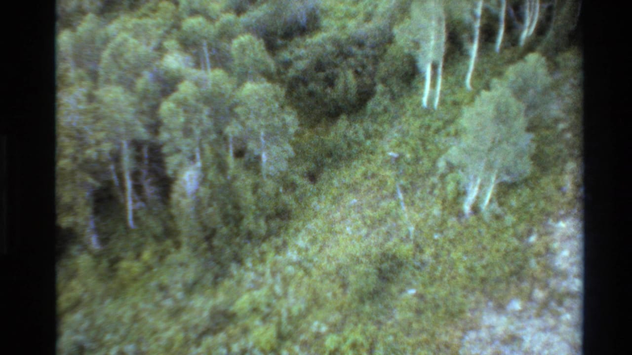 1980s 8mm Western USA forest view with dense foliage, pale aspen trunks, soft focus, grain, and visible film-frame borders.