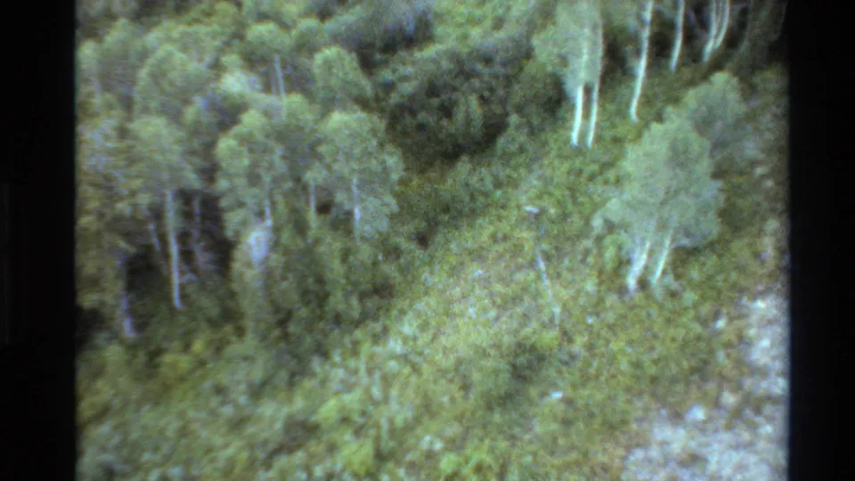 1980s 8mm Western USA forest view with dense foliage, pale aspen trunks, soft focus, grain, and visible film-frame borders.