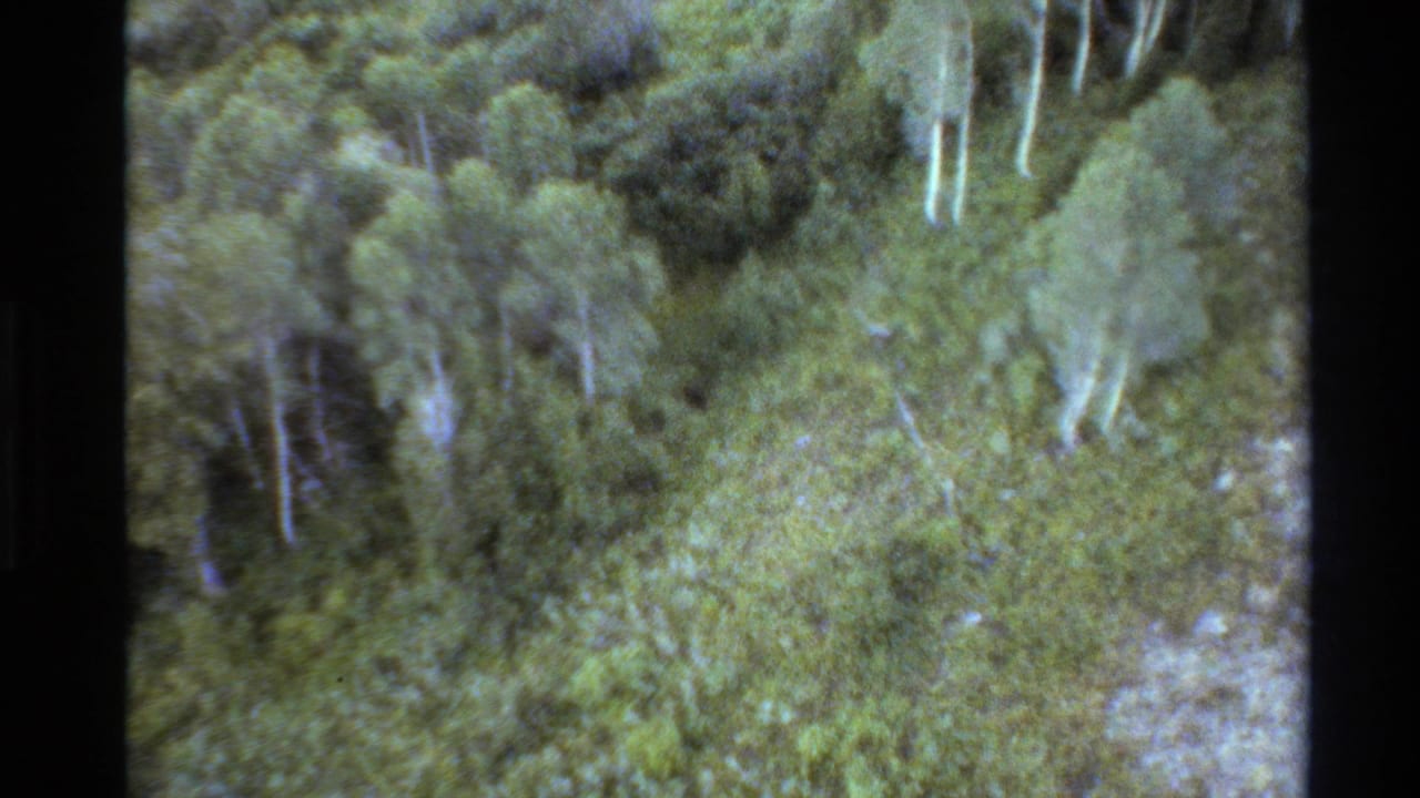 Soft 1980s 8mm view over Western USA mountain forest, showing green canopy, pale tree trunks, and analog scan texture.