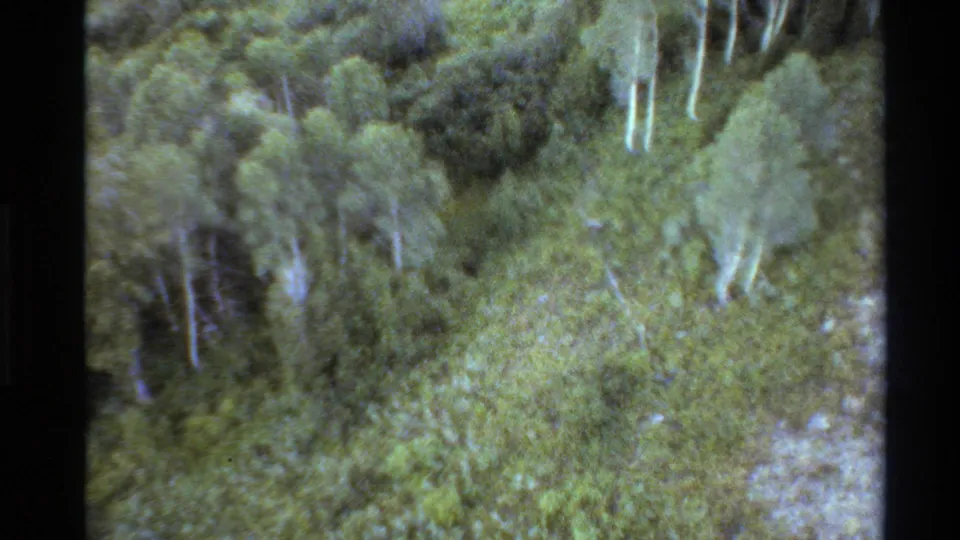 Soft 1980s 8mm view over Western USA mountain forest, showing green canopy, pale tree trunks, and analog scan texture.