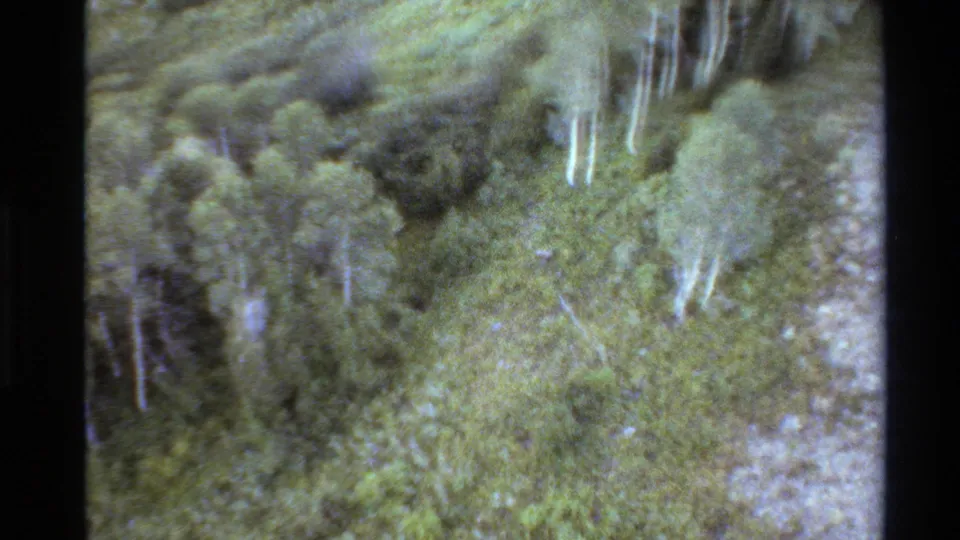 Handheld 8mm frame of Western USA forest vegetation, with pale aspen trunks, faded color, grain, and visible film edge.