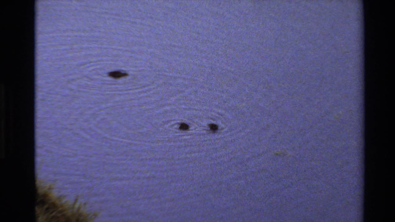 Blue pond surface with several dark waterfowl shapes and expanding ripples.