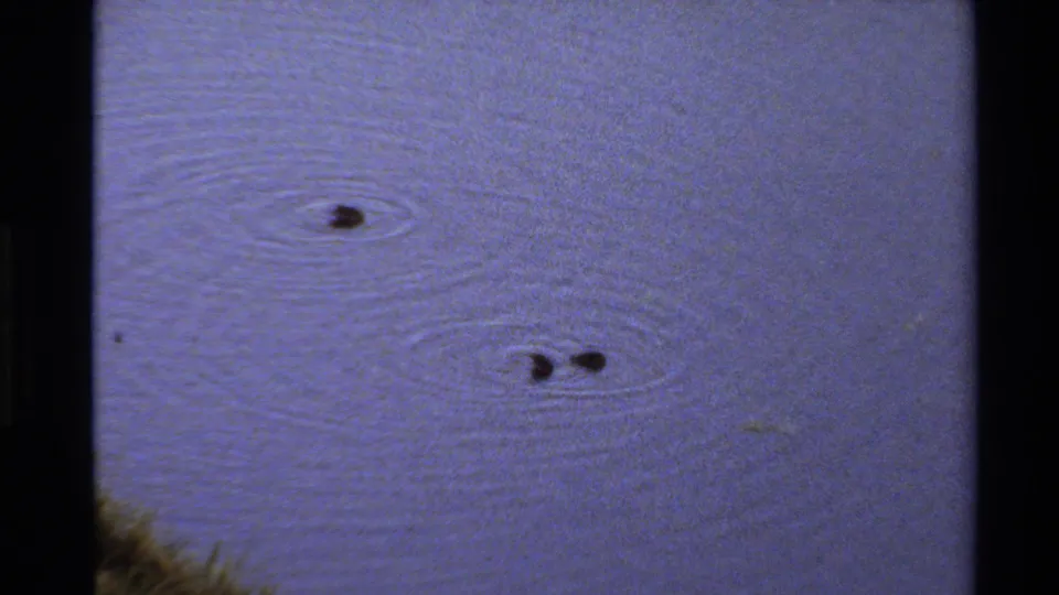 1980 Western USA 8mm frame showing small dark waterfowl shapes on a pond, with ripples and a bit of grassy shoreline at the lower edge.