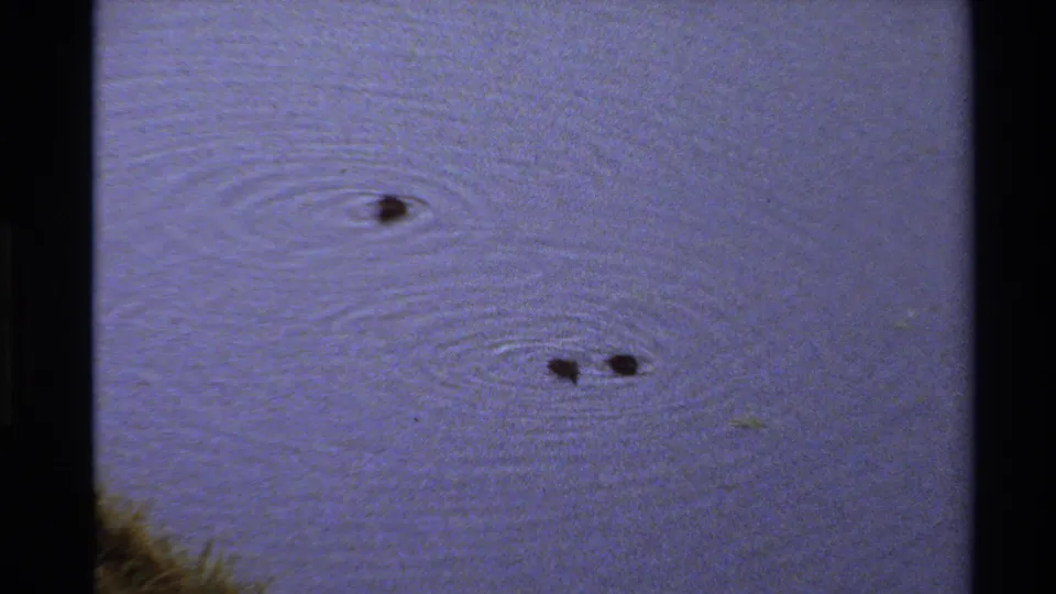 1980 Western USA 8mm frame showing three dark waterfowl shapes on open pond water, each surrounded by visible rings of ripples.