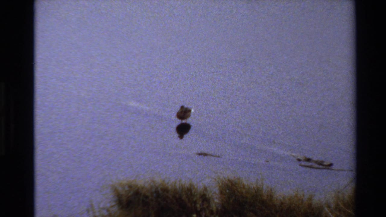 1980 8mm Western USA home-movie frame showing a small bird on still pond water with faint ripples and dry grass along the lower edge.