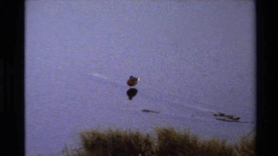 1980 8mm Western USA home-movie frame showing a small bird on still pond water with faint ripples and dry grass along the lower edge.