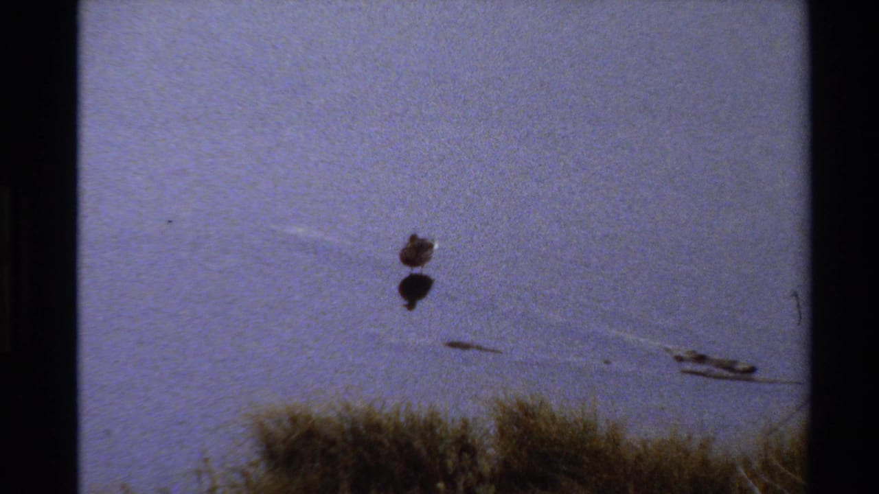 Small bird crosses a calm pond in 1980 Western USA 8mm footage, with ripples, dry grass, and soft film grain visible.