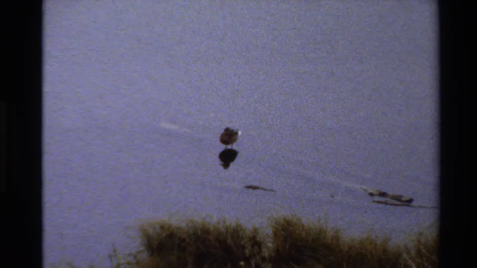 A small bird and its reflection appear on quiet pond water, with dry grass at the bottom of the 1980 8mm home-movie frame.