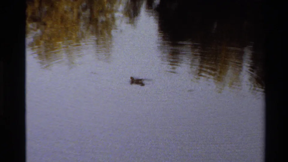 Final 1980 Western USA 8mm frame shows the bird farther out on the pond, with dark and golden tree reflections across the water.