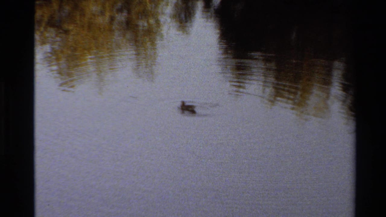 A duck swims through reflective pond water in 1980 Western U.S. 8mm home-movie footage, with dark trees mirrored at the top of frame.