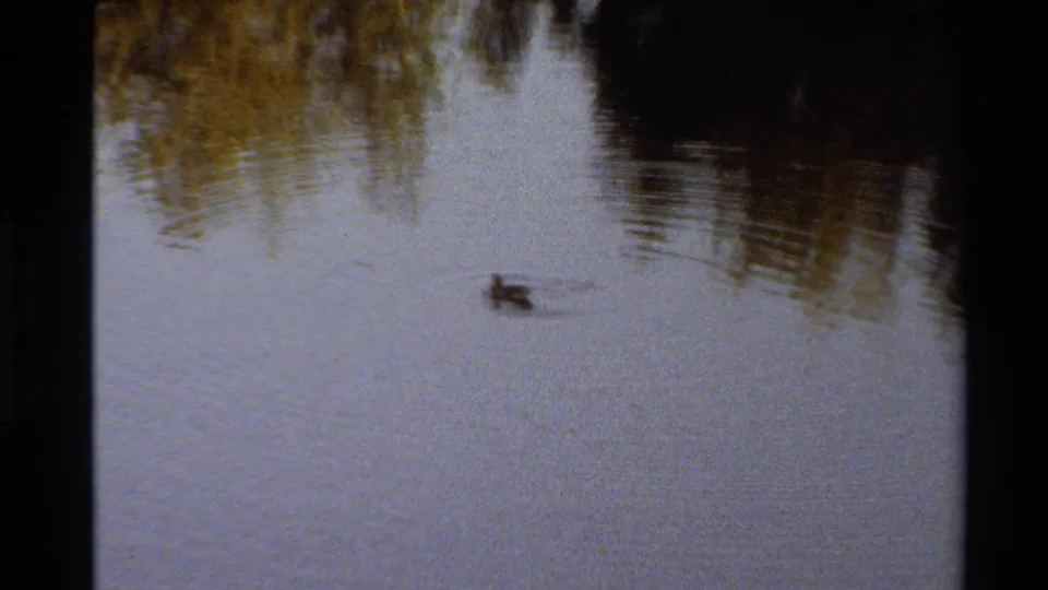 A duck swims through reflective pond water in 1980 Western U.S. 8mm home-movie footage, with dark trees mirrored at the top of frame.
