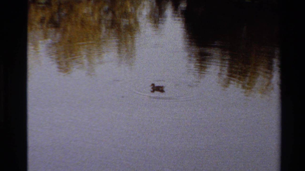 The duck continues across the pond in the 1980 Western U.S. home-movie shot, framed by warm foliage reflections and soft 8mm grain.