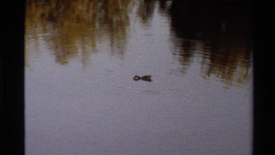 A duck glides across a reflective pond in 1980 Western U.S. 8mm footage, with warm tree reflections and visible grain across the frame.