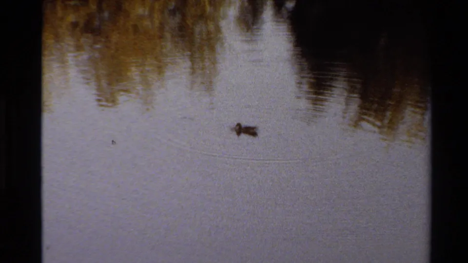 The duck remains on reflective pond water in the 1980 Western U.S. 8mm clip, with a broad ripple arc and dark tree reflections nearby.