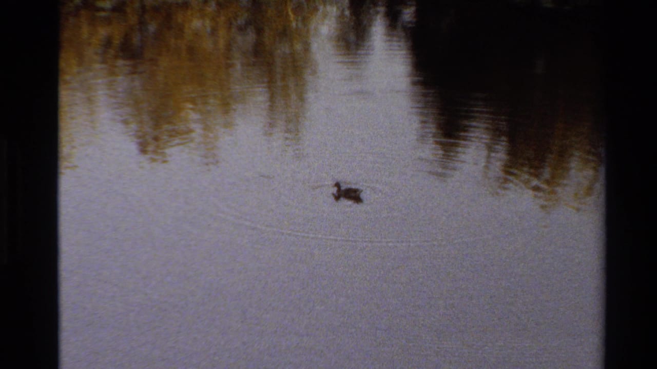 A lone duckling swims through calm pond water in archival 8mm footage from the Western United States, with autumn tree reflections above it.