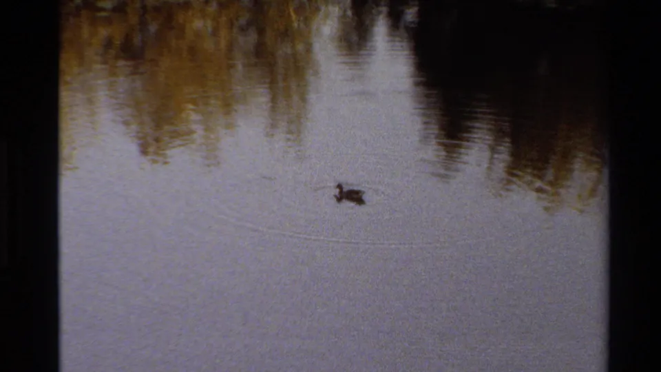 A lone duckling swims through calm pond water in archival 8mm footage from the Western United States, with autumn tree reflections above it.