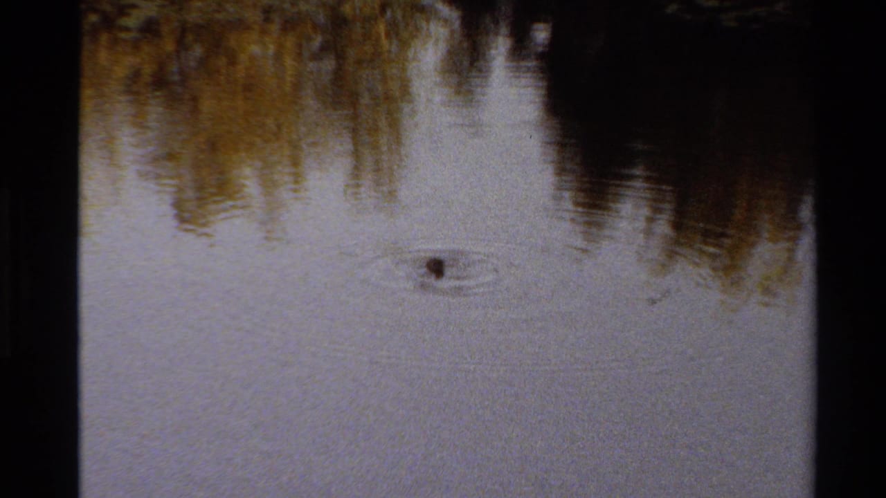The duckling appears farther across the pond, surrounded by small rings of ripples and reflected shoreline trees in 1980s home-movie footage.